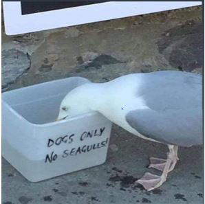 Dogs Only - No Seagulls.JPG